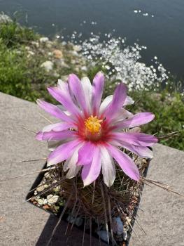 Thelocactus bicolor